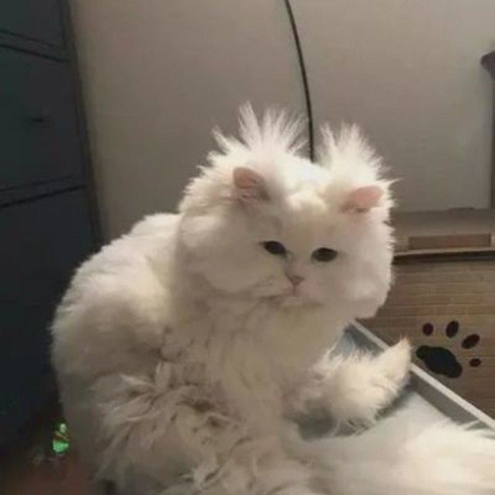 Meet your Posher, Hilda